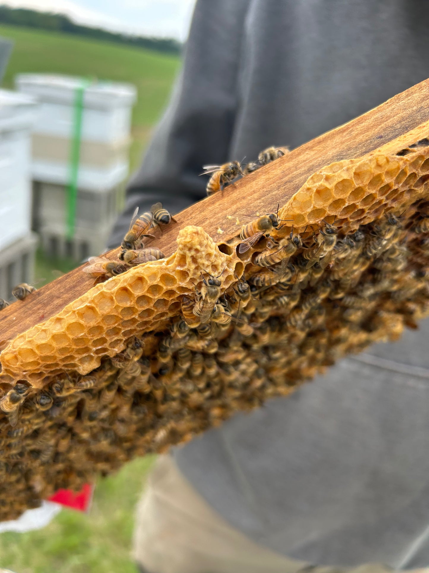 Honey