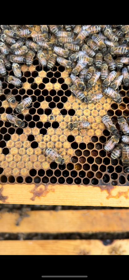 Honey