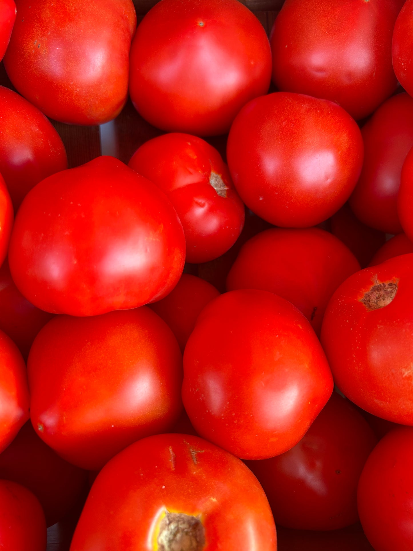 Tomatoes